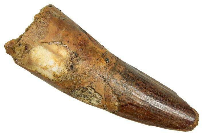 Fossil Spinosaurus Tooth - Feeding Worn Tip #343674